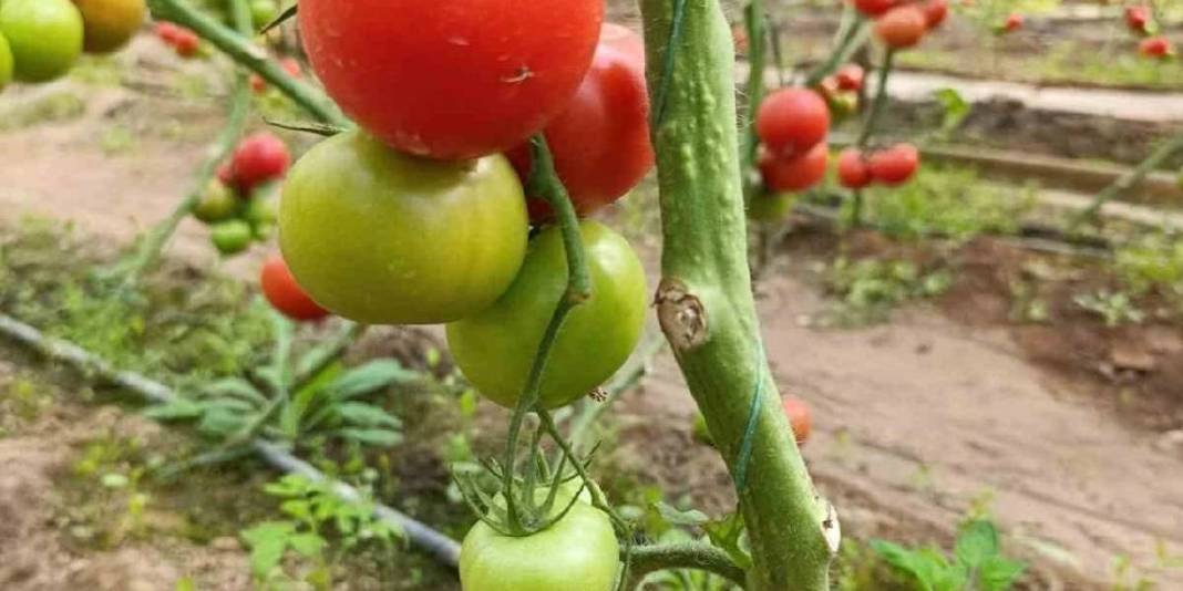 Kaplıca suyuyla en doğal üretim: Kütahya’dan çıkıyor, pazarların gözdesi oluyor 5